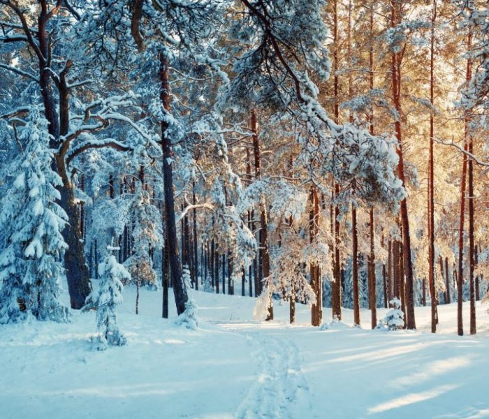 Embrace Winter: A Cozy Guide to Everyday Rituals to Warm up the Season