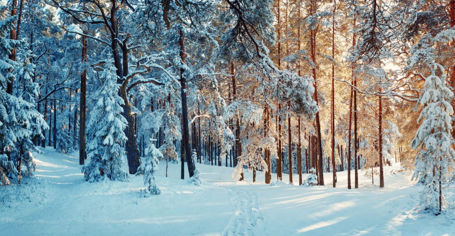 Embrace Winter: A Cozy Guide to Everyday Rituals to Warm up the Season